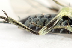 Macrophya albipuncta