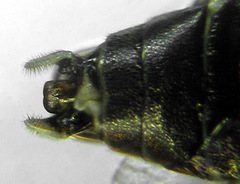 Macrophya albipuncta