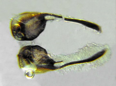 Macrophya albipuncta