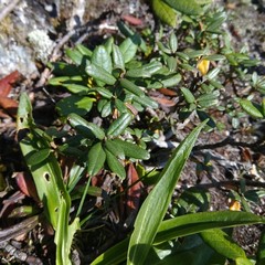 Rhododendron adamsii