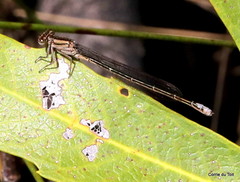 Pseudagrion draconis