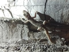 Mediodactylus orientalis