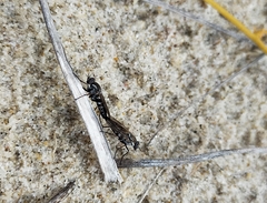 Anabarhynchus maritimus