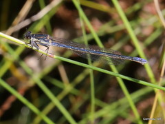 Pseudagrion draconis