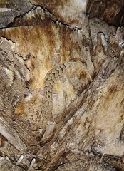 Mediodactylus orientalis