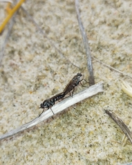 Anabarhynchus maritimus