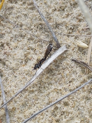 Anabarhynchus maritimus