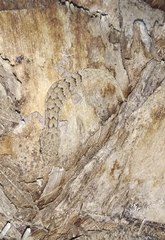 Mediodactylus orientalis