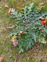 Cirsium vulgare