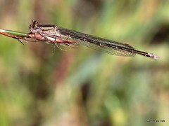 Pseudagrion draconis