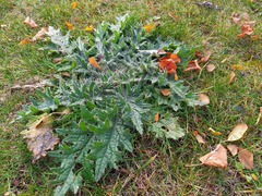 Cirsium vulgare