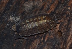 Porcellio monticola