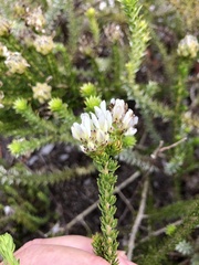 Aspalathus globulosa