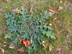 Cirsium vulgare