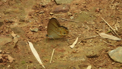 Lethe syrcis