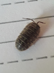 Armadillidium versicolor