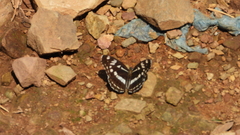 Limenitis helmanni