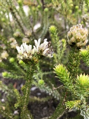 Aspalathus globulosa