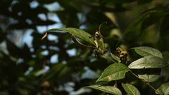 Dichorragia nesimachus