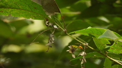 Dichorragia nesimachus