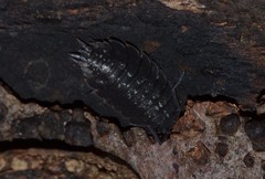 Porcellio monticola