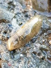 Flabelligera bicolor