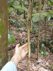 Endiandra compressa