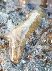 Flabelligera bicolor
