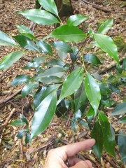 Cryptocarya meisneriana