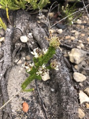 Aspalathus globulosa