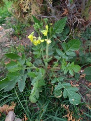 Raphanus raphanistrum