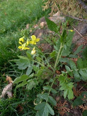 Raphanus raphanistrum