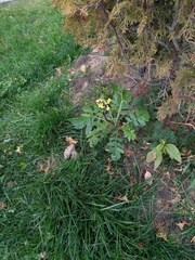 Raphanus raphanistrum