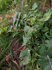 Capsella bursa-pastoris