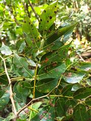 Copaifera