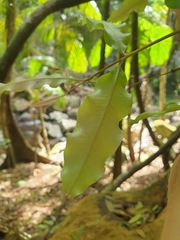 Syzygium anisatum