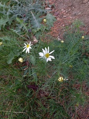 Tripleurospermum inodorum