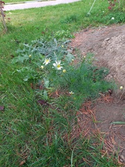 Tripleurospermum inodorum