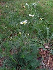 Tripleurospermum inodorum