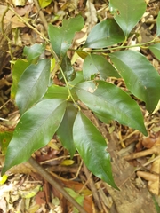 Cryptocarya meisneriana