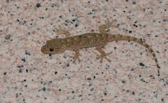 Gekko swinhonis