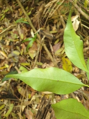 Cryptocarya meisneriana