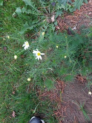 Tripleurospermum inodorum