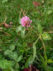 Trifolium pratense