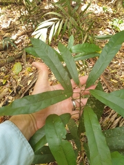 Carronia multisepalea