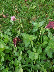 Trifolium pratense
