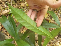 Carronia multisepalea