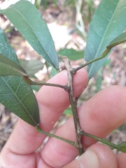 Carronia multisepalea