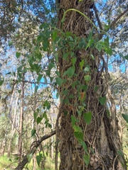 Muehlenbeckia gracillima