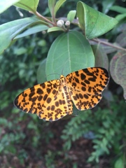 Epobeidia tigrata tigrata